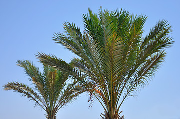 Image showing date palms on blye sky