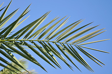 Image showing palm leaf on blue sky background