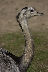 Image showing A nandus portrait