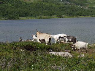 Image showing Goats