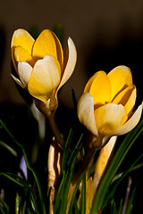 Image showing yellow crocus