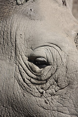 Image showing Rhinos eye