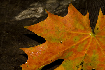 Image showing maple leaf