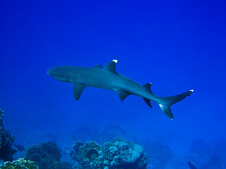 Image showing Reef shark