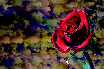 Image showing rose