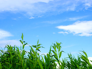 Image showing plants