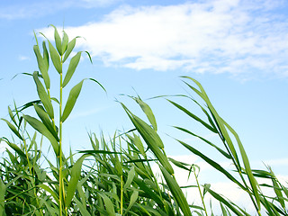 Image showing plants