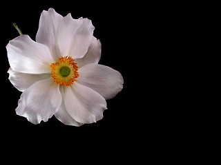 Image showing anemone