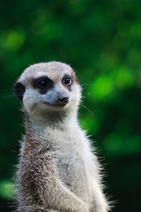 Image showing Suricate portrait