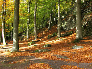 Image showing Autumn view 