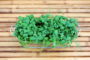 Image showing herbs