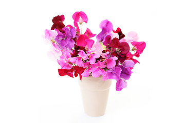 Image showing sweet pea flowers