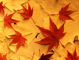 Image showing Bright colorful autumn leaves