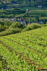 Image showing Vineyard landscape