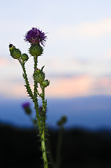 Image showing Sunset with thistle flower