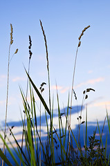 Image showing Grass at sunset