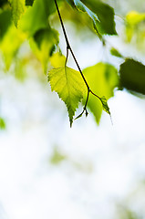 Image showing Branch with green leaves