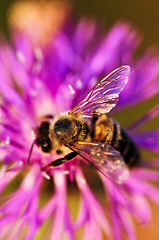 Image showing Honey bee on Knapweed