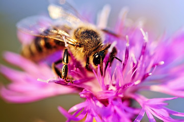 Image showing Honey bee on Knapweed