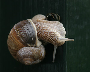 Image showing Snail