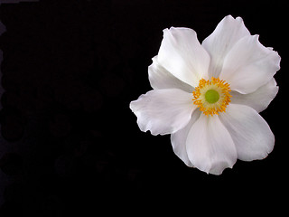 Image showing anemone