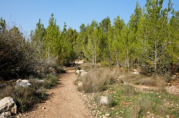 Image showing Empty hiking trail in the young pinetree woods 