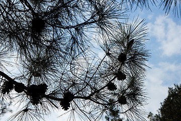 Image showing Pinetree branches and cones silhouette against cloudy blue sky