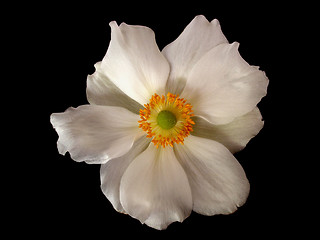 Image showing anemone