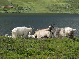 Image showing Goats