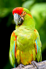 Image showing Parrot