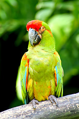 Image showing Parrot