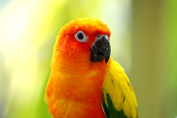 Image showing Yellow Sun Conures