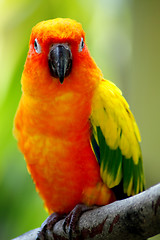 Image showing Yellow Sun Conures