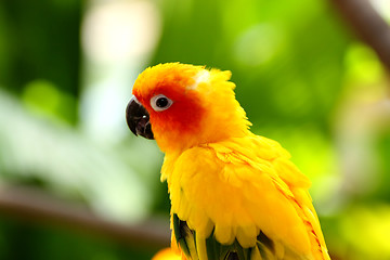 Image showing Yellow Sun Conures