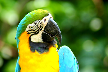 Image showing Parrot