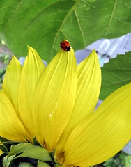 Image showing ladybird on sunflower