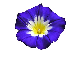 Image showing Blue Exotic Morning Glory