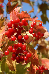 Image showing Viburnum opulus.