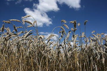 Image showing Wheat
