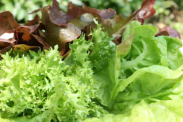 Image showing Lettuce