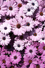 Image showing Flower background