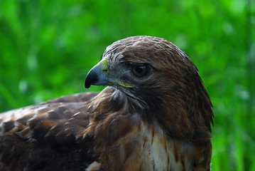 Image showing Golden Eagle