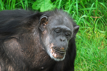 Image showing Common Chimpanzee