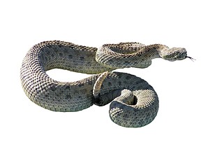 Image showing Rattle Snake