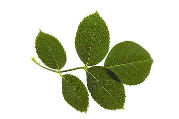 Image showing rose leaf