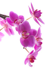 Image showing orchid