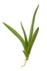 Image showing aloe vera