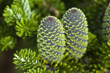 Image showing pine branch with cone