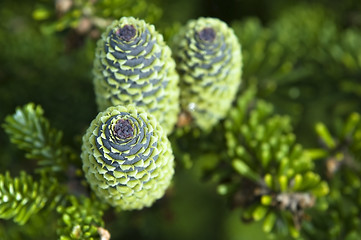 Image showing pine branch with cone