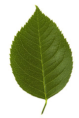 Image showing rose leaf